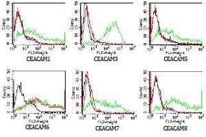 Members of the CEA family were expressed on BOSC cells after transient transfection with expression vectors containing either the cDNA of CEACAM1, 5, 6, 7 or 8.