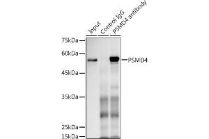 Immunoprecipitation analysis of 300 μg extracts of MCF7 cells using 3 μg PSMD4 antibody (ABIN3021329, ABIN3021330, ABIN3021331 and ABIN6214913).