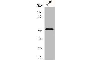 Western Blot analysis of HuvEc cells using Mnk1 Polyclonal Antibody (MKNK1 anticorps  (Internal Region))
