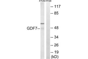 Western blot analysis of extracts from HT-29 cells, using GDF7 antibody. (GDF7 anticorps  (Internal Region))
