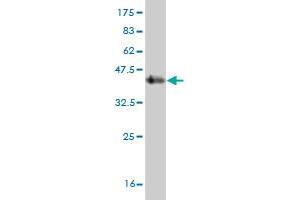 Western Blot detection against Immunogen (44.