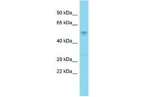 Host: Rabbit  Target Name: Actl7a  Sample Tissue: Mouse Liver lysates  Antibody Dilution: 1. (Actin-Like 7A anticorps  (Middle Region))