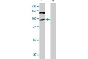 Western Blot analysis of CWC22 expression in transfected 293T cell line by CWC22 MaxPab polyclonal antibody.
