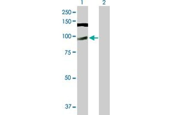CWC22 antibody  (AA 1-908)