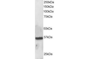 ABIN184704 staining (0. (APEX1 anticorps  (N-Term))
