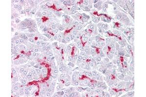 Anti-TRPM5 antibody IHC of human pancreas.