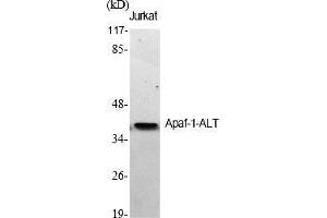 Western Blot analysis of various cells using Apaf-1-ALT Polyclonal Antibody diluted at 1:500. (APAF1 anticorps  (AA 260-340))