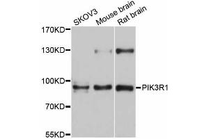 Western blot analysis of extracts of various cell lines, using PIK3R1 antibody (ABIN5998518) at 1/1000 dilution. (PIK3R1 anticorps)