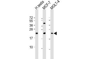 All lanes : Anti-STAG3L1 Antibody (Center) at 1:2000 dilution Lane 1: human testis lysate Lane 2: MCF-7 whole cell lysate Lane 3: MOLT-4 whole cell lysate Lysates/proteins at 20 μg per lane. (STAG3L1 anticorps  (AA 108-136))