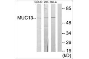 Western blot analysis of extracts from 293/HeLa/COLO205 cells, using MUC13 Antibody. (MUC13 anticorps  (C-Term))