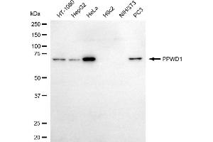 Western blotting analysis using PPWD1 antibody (ABIN7799769).