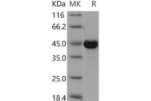 Western Blotting (WB) image for Creatine Kinase, Mitochondrial 1A (CKMT1A) protein (His tag) (ABIN7195282) (CKMT1A Protein (His tag))