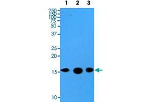 Western blot analysis of cell lysates of HeLa (35 ug) and recombinant proteins (10 ng) were resolved by SDS-PAGE, transferred to PVDF membrane and probed with SUMO2 monoclonal antibody, clone AT10F1  (1 : 500). (SUMO2 anticorps  (AA 1-93))
