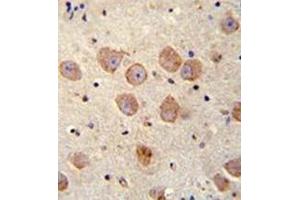 Immunohistochemistry analysis in formalin fixed and paraffin embedded human brain tissue reacted with FUSSEL18 Antibody (C-term) followed by peroxidase conjugation of the secondary antibody and DAB staining.