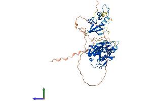 AlphaFold protein structure predicition of Mouse Recombinant Irf6 Protein, UniprotID P97431
