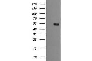 Image no. 2 for anti-Mdm4-binding Protein (MDM4) antibody (ABIN1499356) (MDM4-binding Protein anticorps)