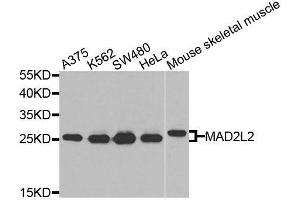 Western blot analysis of extracts of various cell lines, using MAD2L2 antibody (ABIN6003593) at 1/1000 dilution.