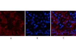 Immunofluorescence analysis of human stomach tissue. (TNF alpha anticorps  (AA 110-190))