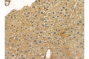NHE-3 Mouse Monoclonal Antibody at 1/100 staining mouse liver tissue by IHC-P.