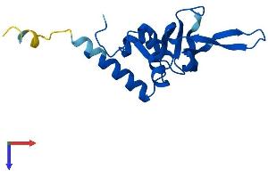 AlphaFold protein structure predicition of Human Recombinant RPL26 Protein, UniprotID P61254