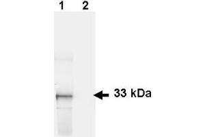 Western Blotting (WB) image for anti-Green Fluorescent Protein (GFP) (AA 246) antibody (FITC) (ABIN100088)