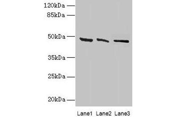 HSDL2 Antikörper  (AA 1-345)