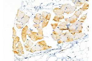 ABIN6257301 and ABIN6275376 at 1/100 staining Rat skin tissue by IHC-P. (KCNK7 anticorps  (Internal Region))