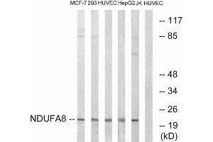 Western Blotting (WB) image for anti-NADH Dehydrogenase (Ubiquinone) 1 alpha Subcomplex, 8, 19kDa (NDUFA8) (Internal Region) antibody (ABIN1851636) (NDUFA8 anticorps  (Internal Region))