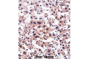 Immunohistochemistry (IHC) image for anti-RCAN Family Member 3 (RCAN3) antibody (ABIN2997962) (RCAN3 anticorps)
