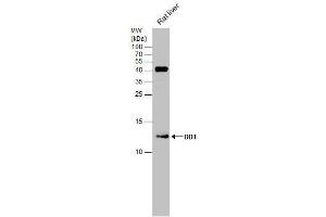WB Image Rat tissue extract (50 μg) was separated by 15% SDS-PAGE, and the membrane was blotted with DDT antibody [N1C3] , diluted at 1:500. (DDT anticorps)