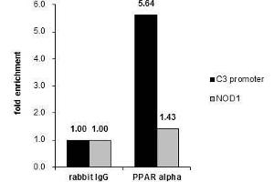 ChIP Image Cross-linked ChIP was performed with HepG2 chromatin extract and 5 μg of either control rabbit IgG or anti-PPAR alpha antibody. (PPARA anticorps  (N-Term))
