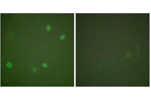 Immunofluorescence analysis of COS7 cells, using HDAC3 antibody. (HDAC3 anticorps  (C-Term))