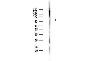 anti-Myelin Associated Glycoprotein (MAG) (C-Term) antibody