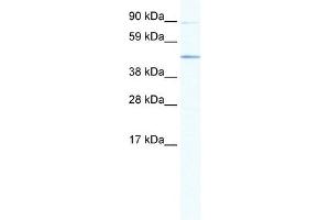 SITPEC antibody (20R-1136) used at 1 ug/ml to detect target protein. (ECSIT anticorps  (Middle Region))