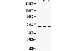 Western Blotting (WB) image for anti-Oligodendrocyte Myelin Glycoprotein (OMG) (AA 64-99), (N-Term) antibody (ABIN3043375) (OMG anticorps  (N-Term))