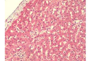 Anti-IFLTD1 antibody IHC staining of human liver. (LMNTD1/IFLTD1 anticorps  (Internal Region))