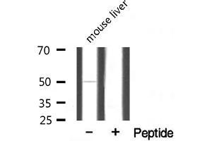 Western blot analysis of extracts from mouse brain, using MRPS7 antibody. (CEP57 anticorps  (Internal Region))