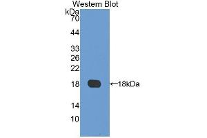 Western Blotting (WB) image for anti-Laminin, alpha 4 (LAMa4) (AA 102-234) antibody (ABIN1859598)