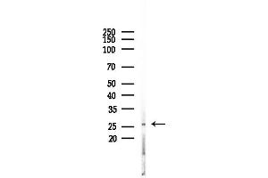 anti-Endothelin 3 (EDN3) (C-Term) antibody