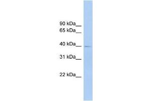 anti-Fc Receptor-Like A (FCRLA) (C-Term), (Isoform 9), (Middle Region) antibody