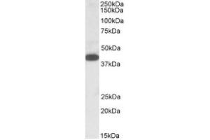 Image no. 1 for anti-alpha-1,4-N-Acetylglucosaminyltransferase (A4GNT) (C-Term) antibody (ABIN487976) (A4GNT anticorps  (C-Term))