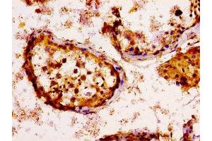 IHC image of ABIN7157558 diluted at 1:100 and staining in paraffin-embedded human testis tissue performed on a Leica BondTM system.