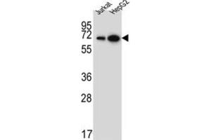 Western Blotting (WB) image for anti-WD Repeat Domain 43 (WDR43) antibody (ABIN5022063) (WDR43 anticorps)