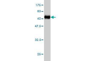 Western Blot detection against Immunogen (68. (ADRM1 anticorps  (AA 18-407))