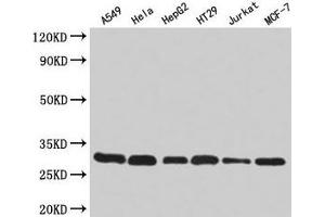 Western Blot Positive WB detected in: A549 whole cell lysate, Hela whole cell lysate, HepG2 whole cell lysate, HT29 whole cell lysate, Jurkat whole cell lysate, MCF-7 whole cell lysate All lanes: RPA2 antibody at 2 μg/mL Secondary Goat polyclonal to rabbit IgG at 1/50000 dilution Predicted band size: 30, 31, 39 kDa Observed band size: 30 kDa