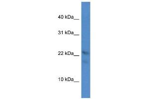 WB Suggested Anti-Omp Antibody Titration: 1. (OMP anticorps  (C-Term))