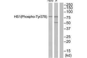 Western blot analysis of extracts from JurKat cells and HepG2 cells, using HS1 (Phospho-Tyr378) antibody. (HCLS1 anticorps  (pTyr378))