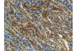 Detection of S100 in Mouse Kidney Tissue using Polyclonal Antibody to S100 Calcium Binding Protein (S100)