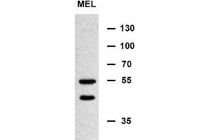MIN Antibody (N-term) (ABIN654085 and ABIN2843973) western blot analysis in murine erythroleukemia cell line lysates (35 μg/lane). (MINPP1 anticorps  (N-Term))