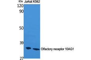 Western Blot (WB) analysis of Jurkat and K562 cells using Olfactory receptor 10AG1 Polyclonal Antibody. (OR10AG1 anticorps  (C-Term))